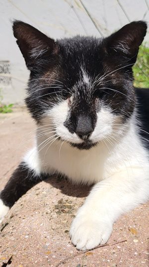 black and white cat Billy Jain